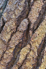 Bark patterns