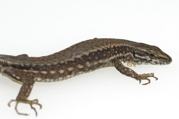 Naklejka premium Mauereidechse, Podarcis, muralis,