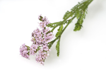 Schafgarbe  Achillea  millefolium  © Ruckszio