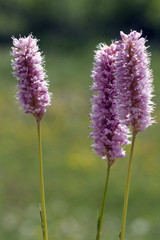 Schlangenknoeterich; Polygonum; bistorta;