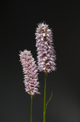 Schlangenknoeterich; Polygonum; bistorta;