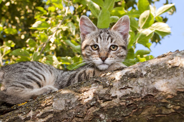 Naklejka na ściany i meble cat in a tree
