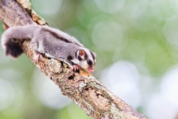 Sugar glider