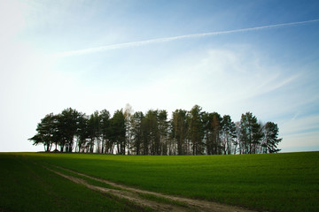 Obraz premium Spring in the parks and forests of Europe