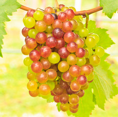 Grapes