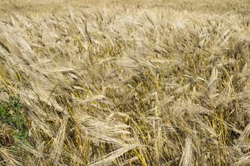 Barley background