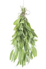 Bunch of sage fresh leaves on a white background