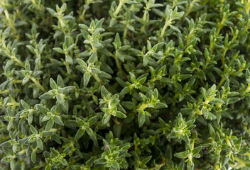 Thyme leaves