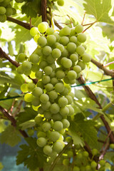 Green bunch of grapes