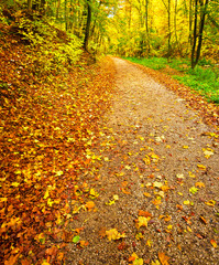 Fototapeta premium Autumnal scene in the forest