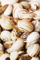 Bowl of snails in garlic, typical plate of Spain and France