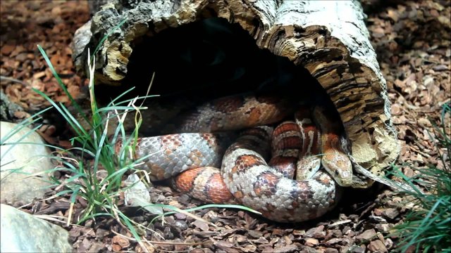 Kornnatter (Corn Snake) Elaphe guttata