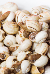 Bowl of snails in garlic, typical plate of Spain and France