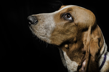 Beagle profile portrait