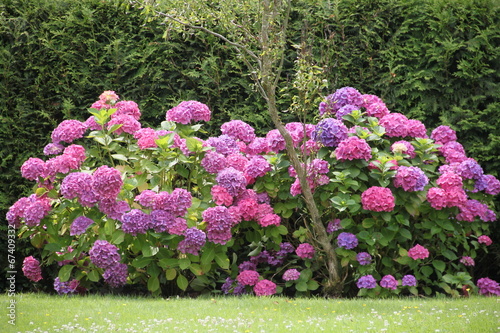 "Mehrfarbige Hecke von Hortensien" Stockfotos und lizenzfreie Bilder
