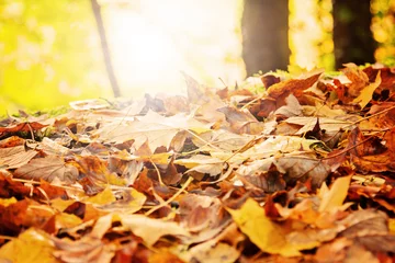 Zelfklevend Fotobehang Herbst im Wald © TIMDAVIDCOLLECTION