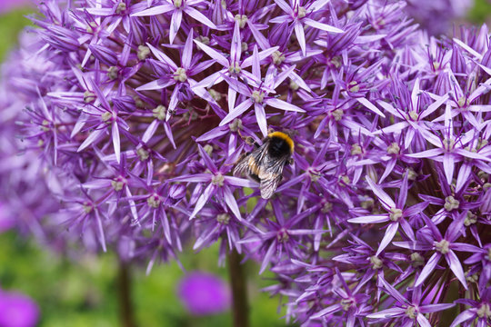 Sternkugellauch mit Hummel