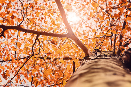 Herbstlicht im Baum &ndash; Version 2