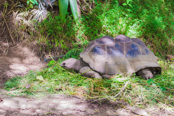 Naklejka premium giant turttle in seychelles feeding
