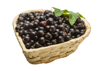 Black currant