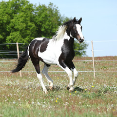 Obraz premium Beautiful skewbald stallion running on flowering pasturage