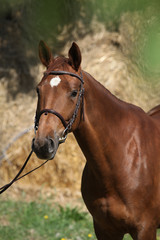 Nice brown horse with white star on head
