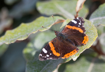Papillon vulcain (vanessa atalanta) sur une feuille