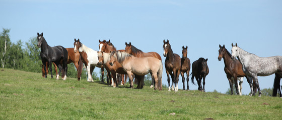 Very various barch of horses running on pasturage