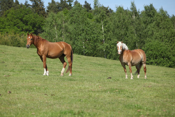 Two amazing horses standing on pasturage