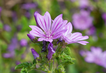 Mauve des bois - Molva sylvestris - en fleurs