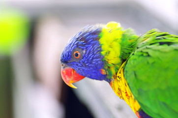 鳥