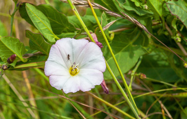 Liseron, calystegia sepium, dans un champ