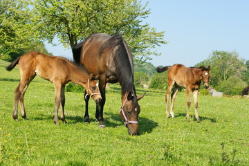 Obraz premium animal cheval 16