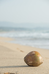 砂浜とヤシの実