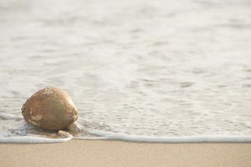 砂浜とヤシの実