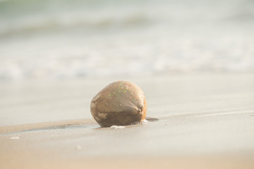 砂浜とヤシの実