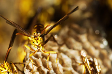 Wasp Nest