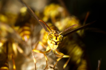 Wasp Nest