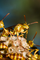 Wasp Nest for adv or others purpose use