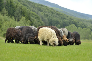 Obraz premium Herd of cute sheep on meadow in the mountains