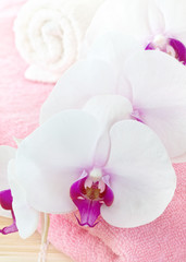 Naklejka na ściany i meble white orchid