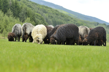 Herd of cute sheep on meadow in the mountains