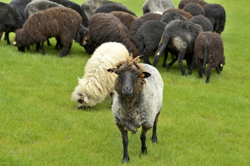 Obraz premium The leader of the herd of cute sheep standing out