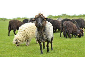 The leader of the herd standing out