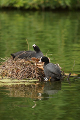 Eurasian Coot, Coot, Fulica atra