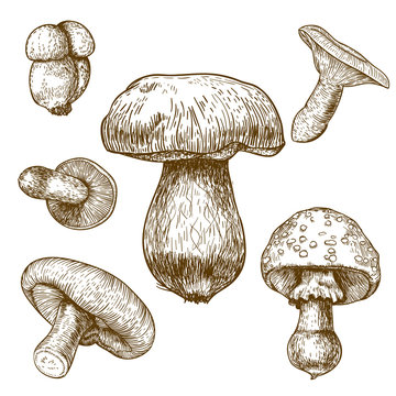 engraving illustration of mushrooms
