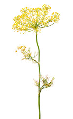 Flowering plant dill