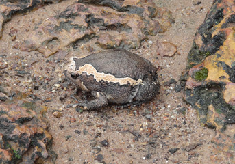 indian bullfrog