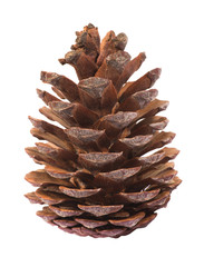 pinecone on white background - 67415101