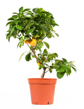 Orange Tree In Pot Isolated On White